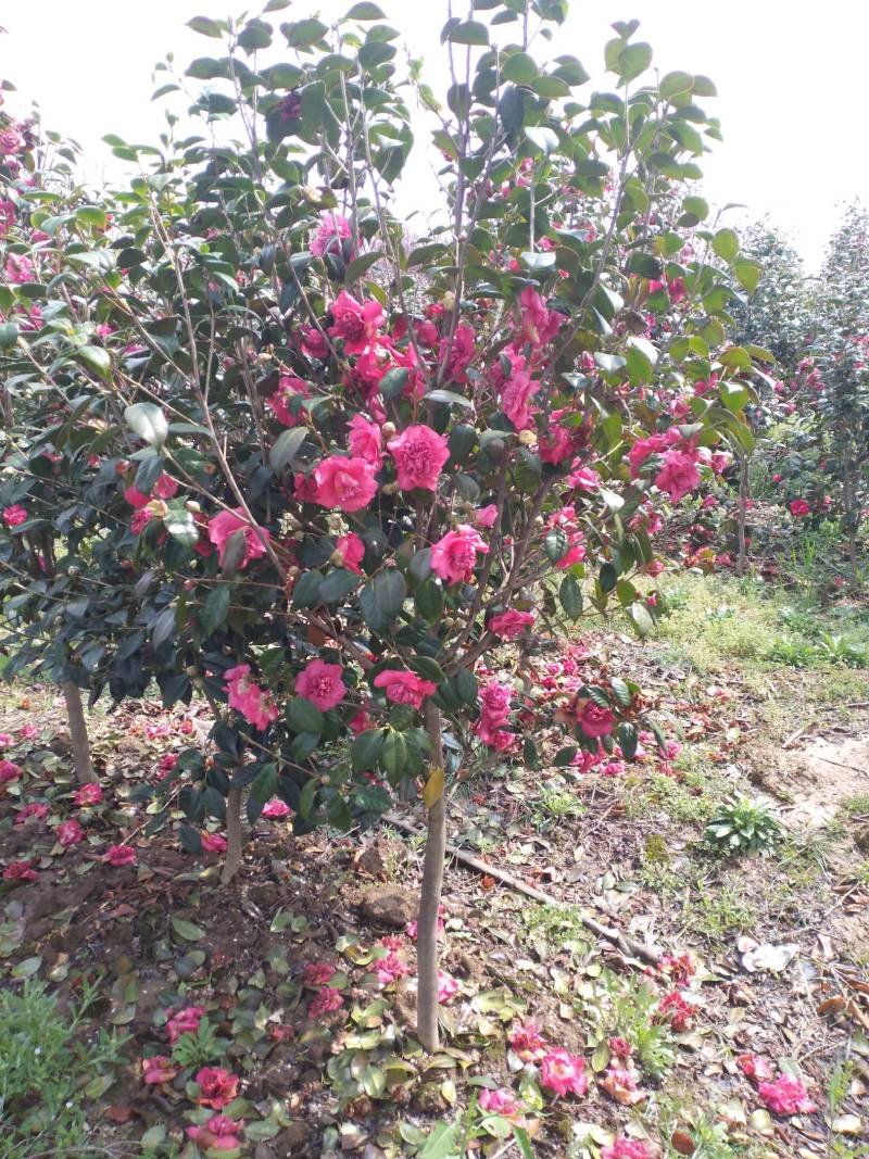 茶花树