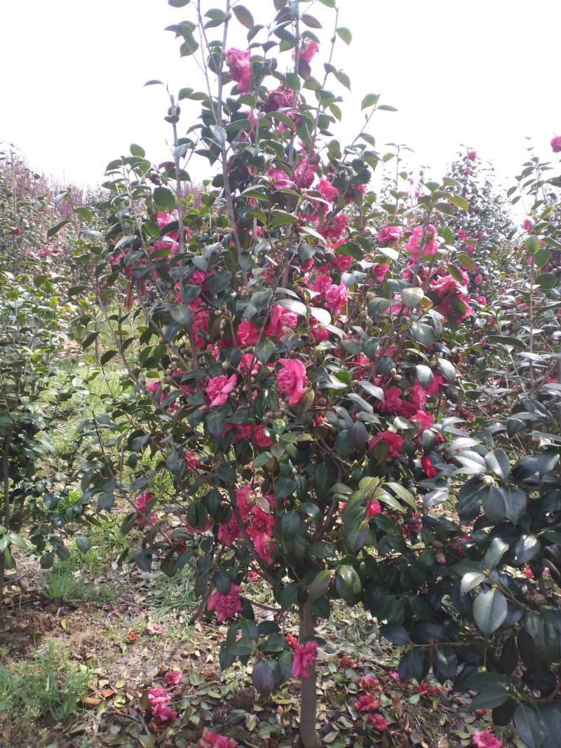 茶花树