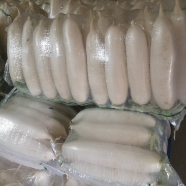 精品白罗卜大量有货有需要的联系我，产地直供