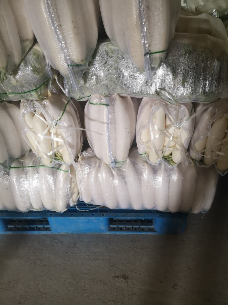 精品白罗卜大量有货有需要的联系我，产地直供