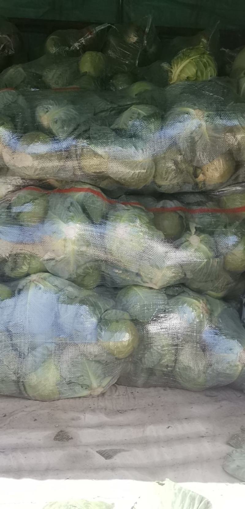 甘肃高山甘蓝大量上市量大质优产地直发欢迎来电订购！