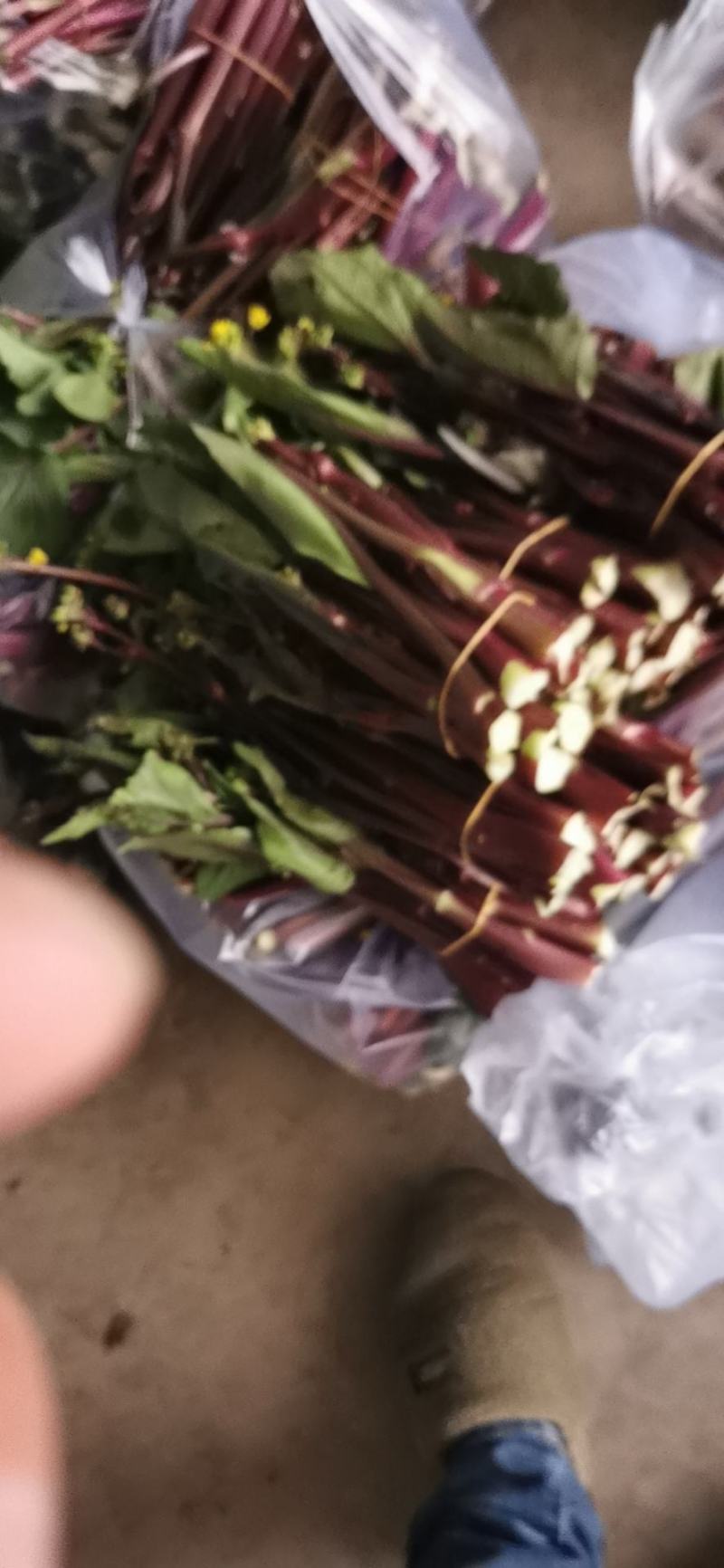 红菜苔20~30厘米