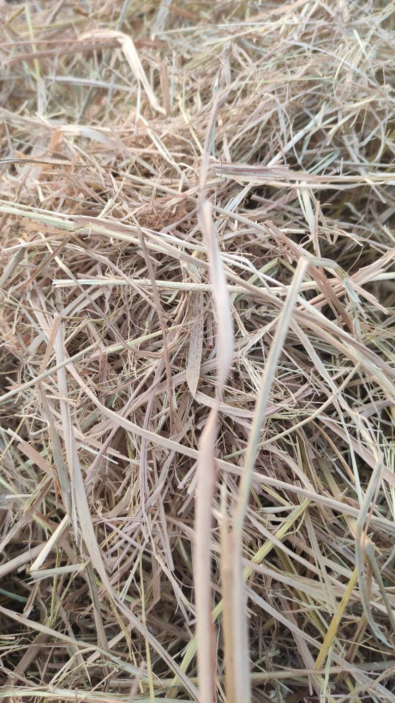 一次成型大方包，牛草，揉丝稻草，长度短