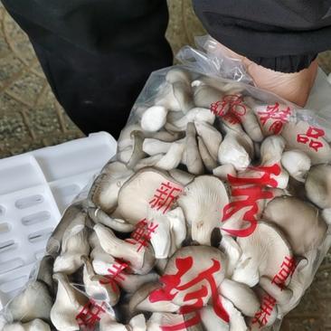 熟料广温型秀珍菇