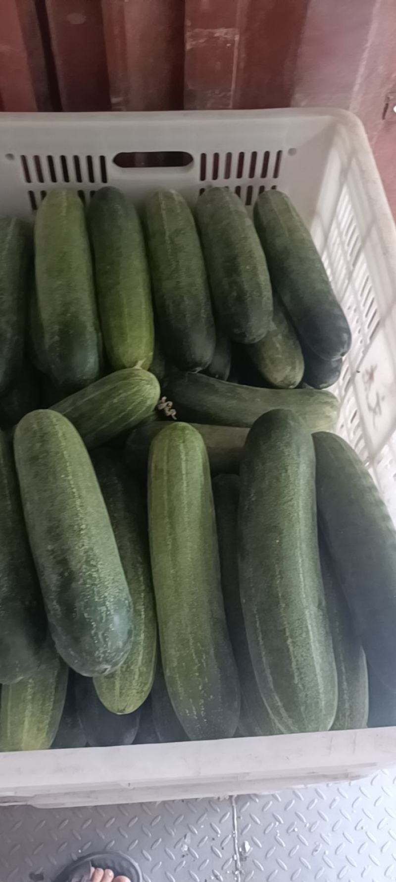 青皮吊瓜