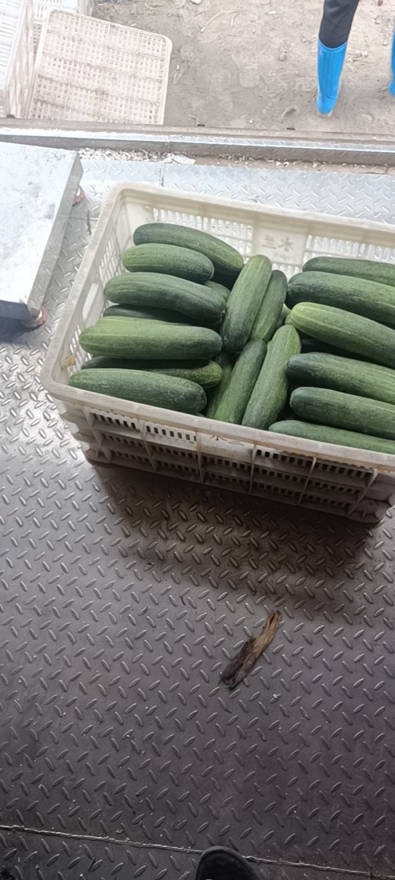 青皮吊瓜