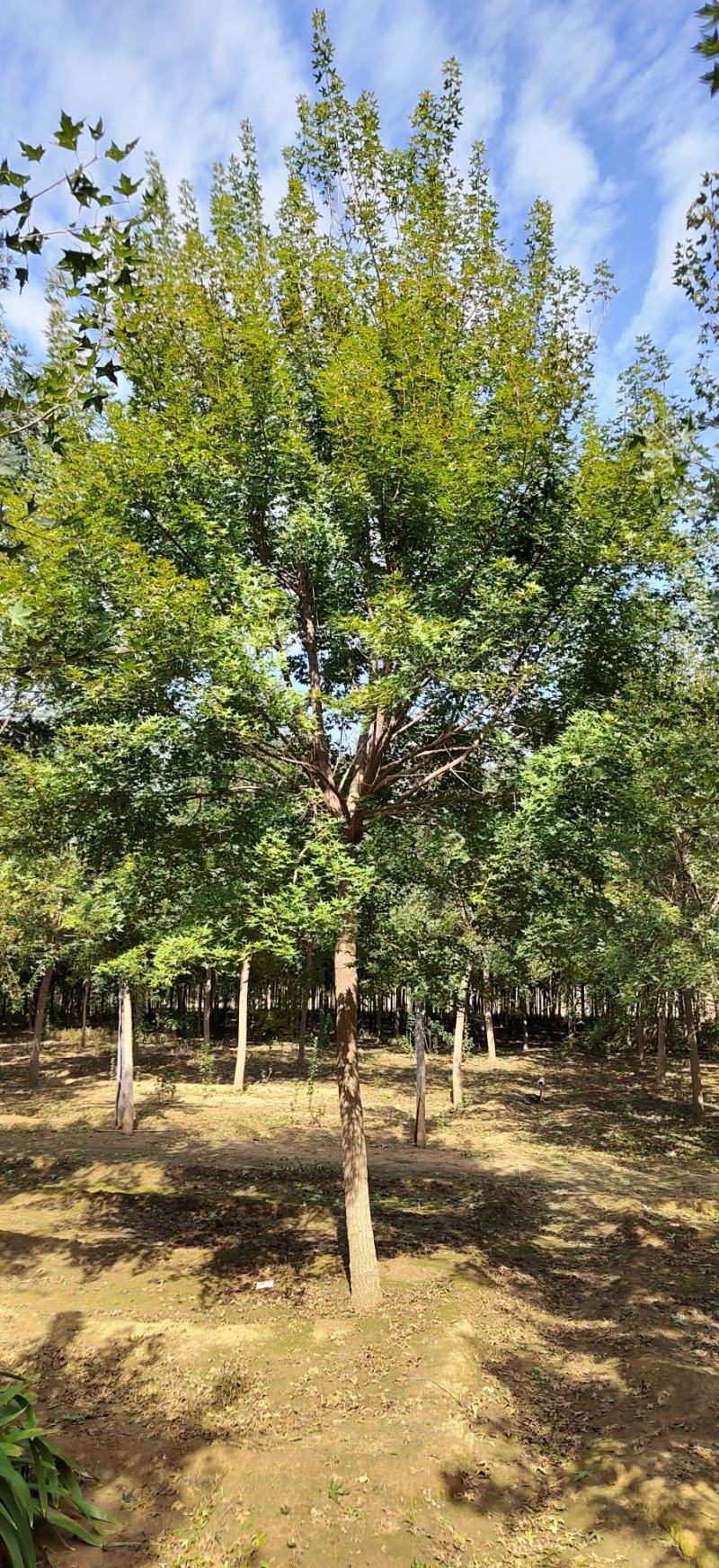 基地直供精品元宝枫10～15公分量大便宜处理！