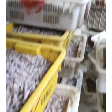 鱿鱼