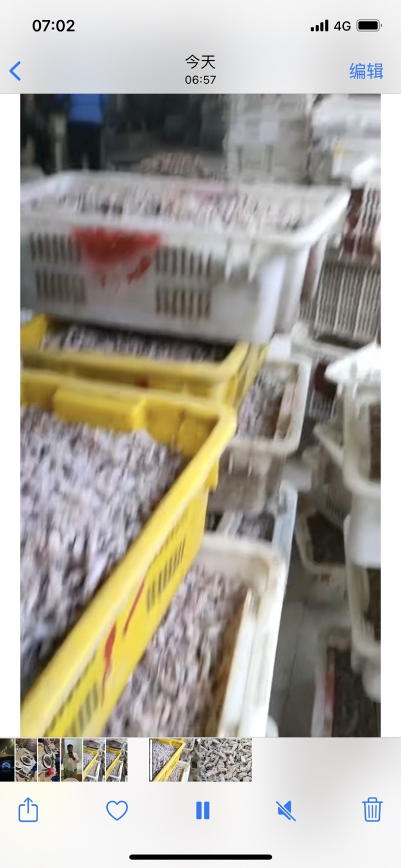 鱿鱼