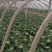 徐州甘蓝圆包菜基地直供全国发货诚信经营货源充足