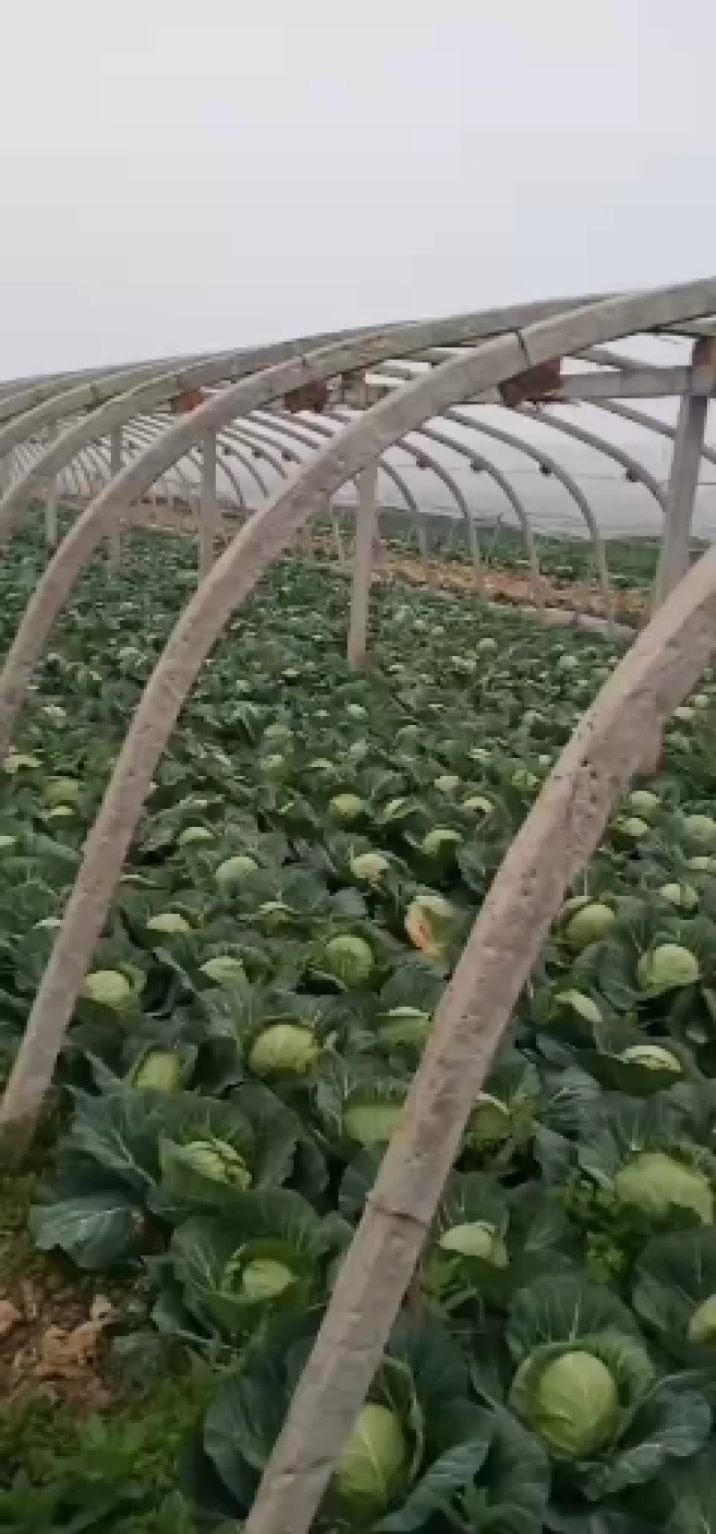徐州甘蓝圆包菜基地直供全国发货诚信经营货源充足