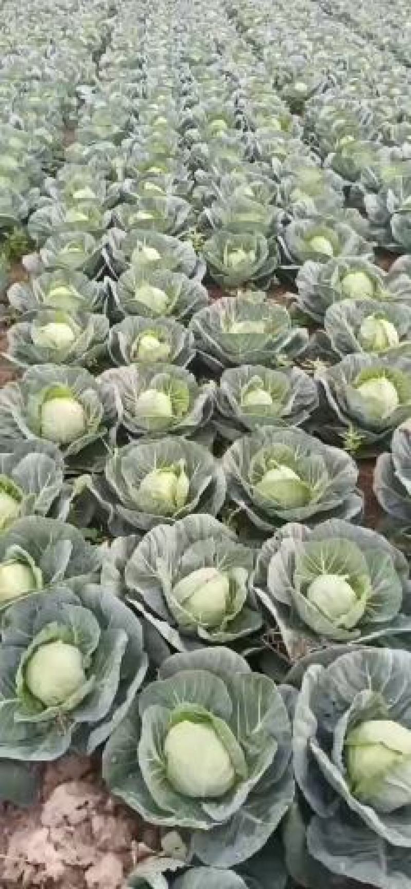 徐州甘蓝圆包菜基地直供全国发货诚信经营货源充足
