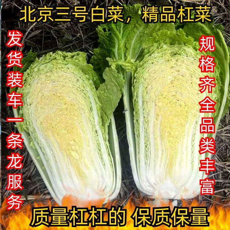 精品杠菜，大量上市，无虫，无腻，无烧心，