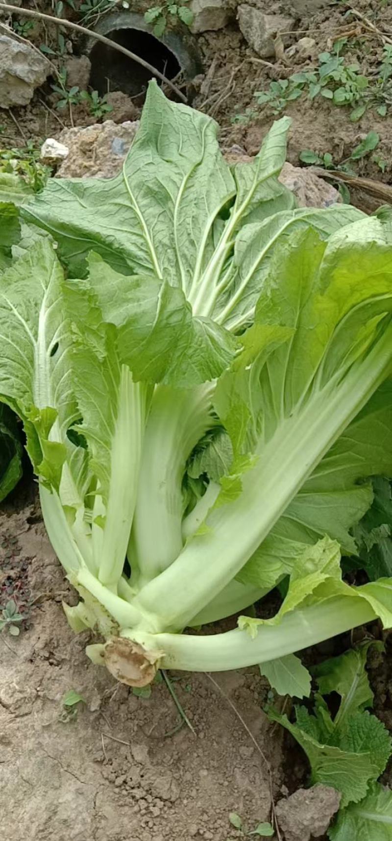 （精品）市场货青菜大量有货泡青菜的上好原料