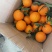 精品纽荷尔脐橙大量供应果园看货采果一手优质货源