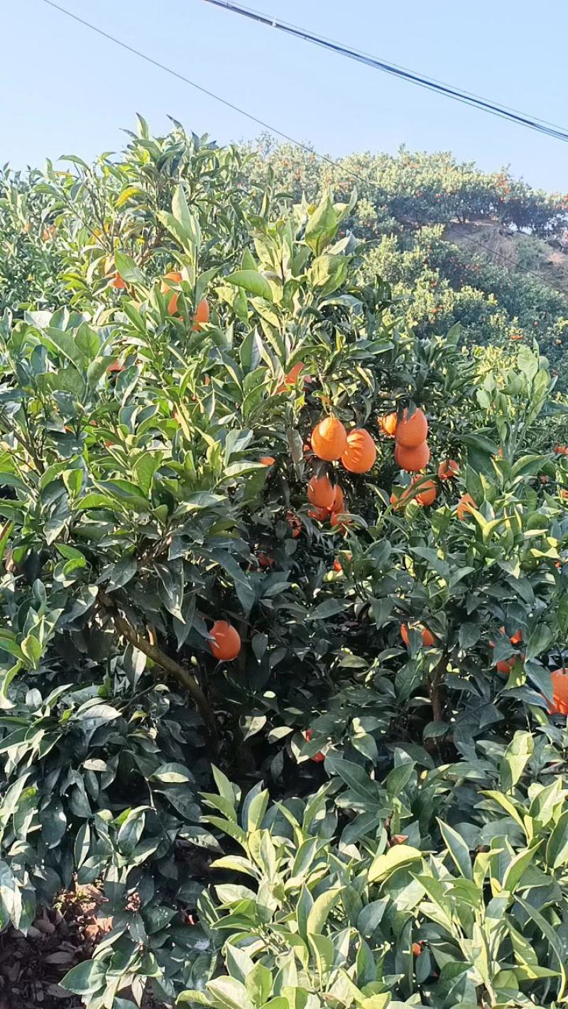 精品纽荷尔脐橙大量供应果园看货采果一手优质货源