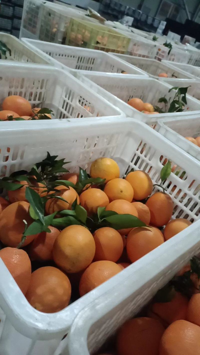 精品纽荷尔脐橙大量供应果园看货采果一手优质货源
