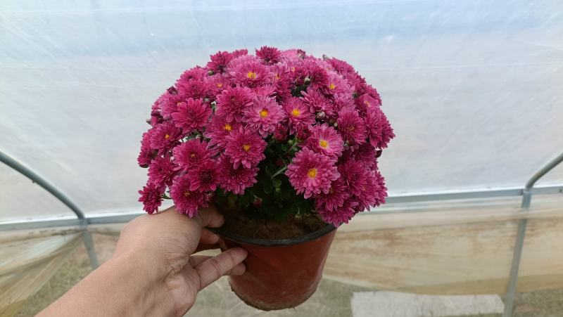 球菊盆栽，基地大量现货，花色多