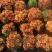 球菊盆栽，基地大量现货，花色多