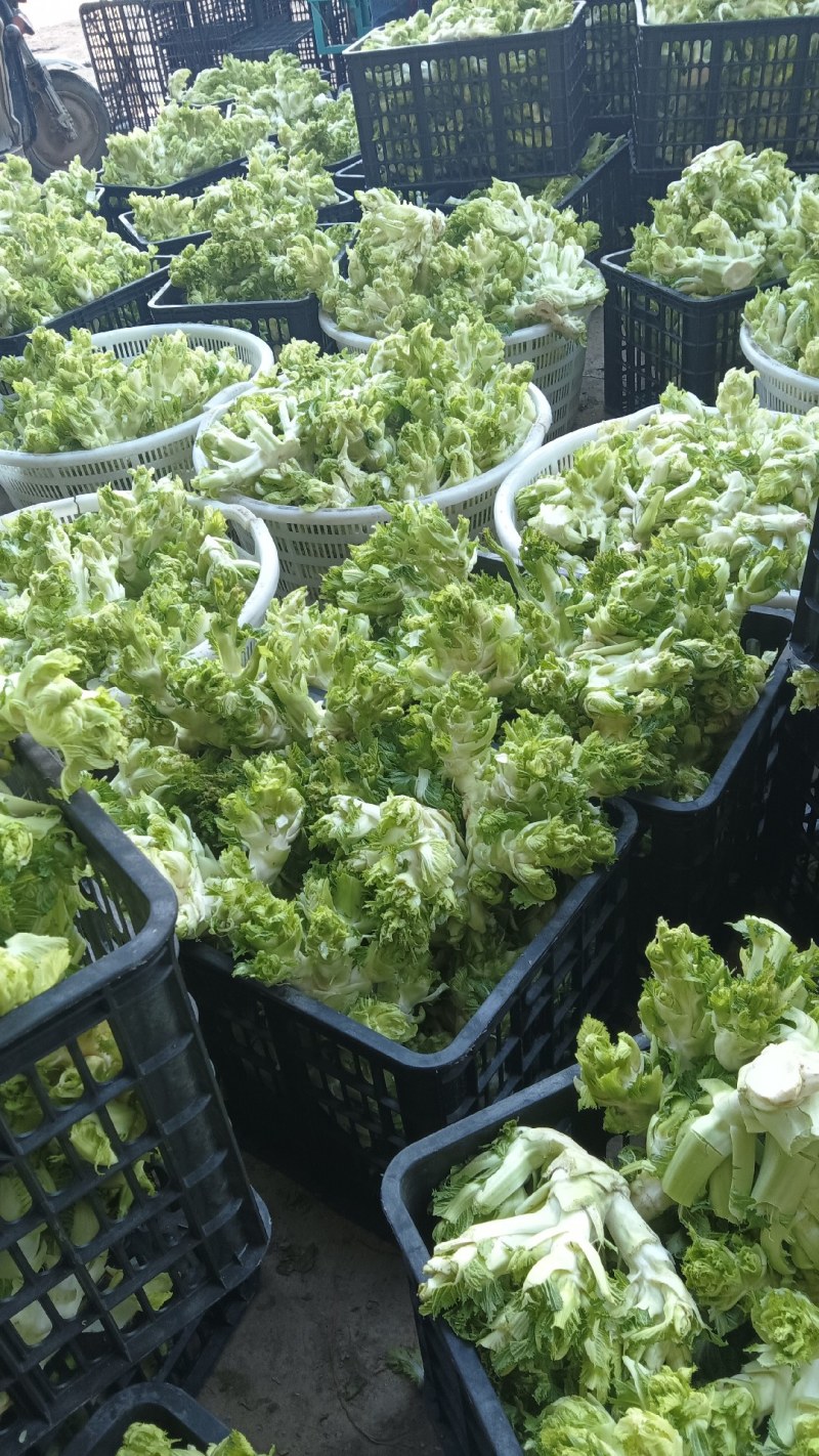 万亩娃娃菜基地大量供应，保质保量价格便宜，**。