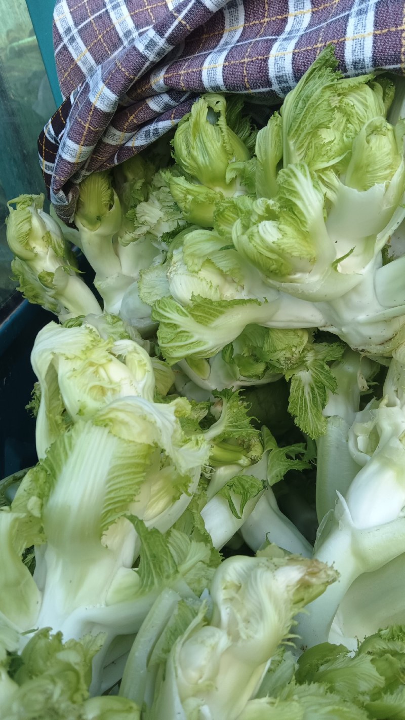 万亩娃娃菜基地大量供应，保质保量价格便宜，**。