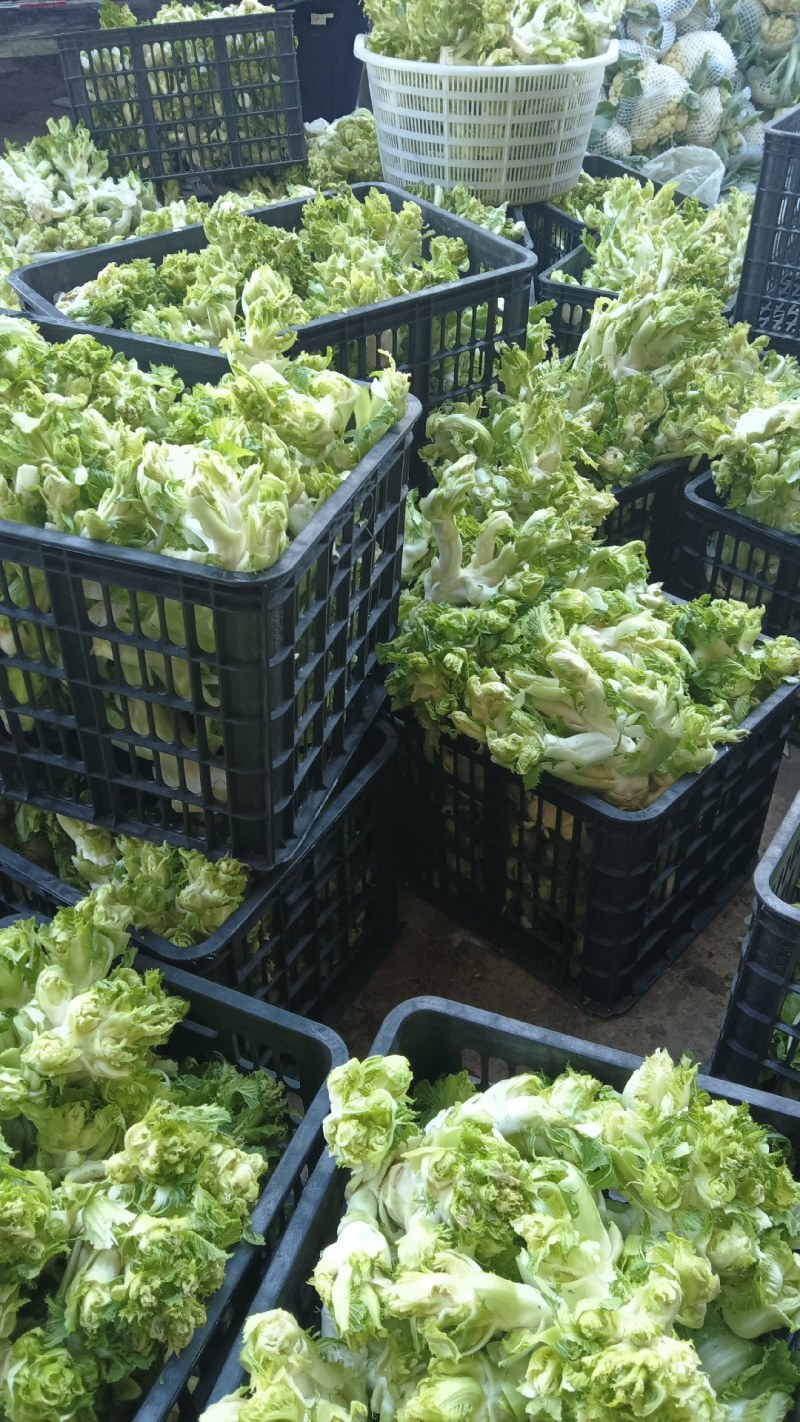 万亩娃娃菜基地大量供应，保质保量价格便宜，**。