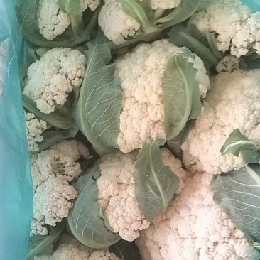 百亩大棚花菜，产地江西赣州欢迎采购。。。。