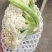 百亩大棚花菜，产地江西赣州欢迎采购。。。。