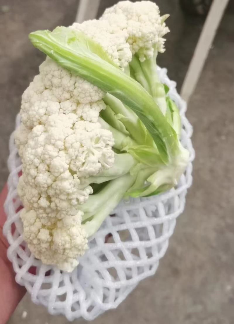 百亩大棚花菜，产地江西赣州欢迎采购。。。。