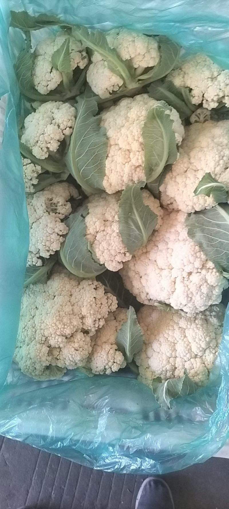 百亩大棚花菜，产地江西赣州欢迎采购。。。。