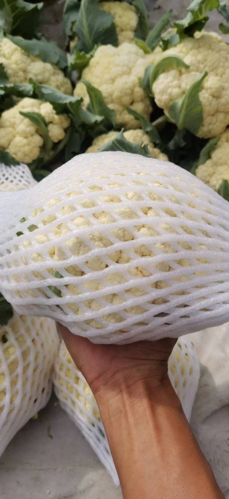 百亩大棚花菜，产地江西赣州欢迎采购。。。。