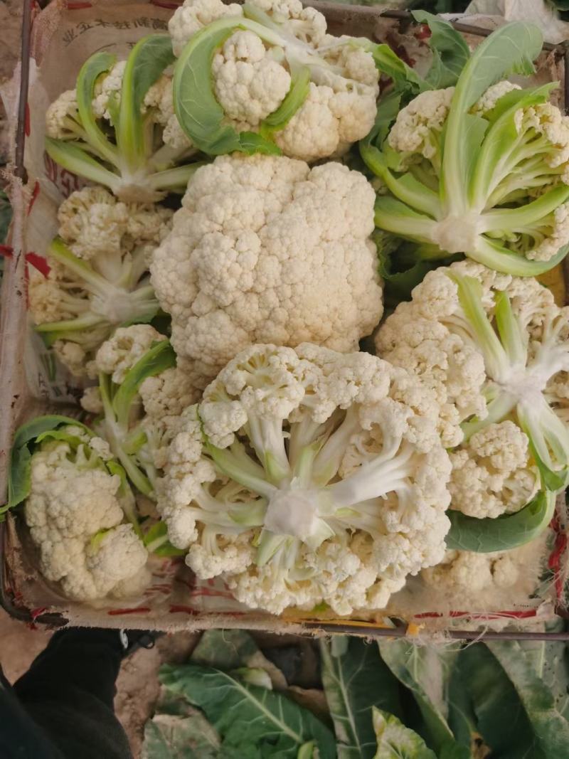 百亩大棚花菜，产地江西赣州欢迎采购。。。。