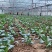百亩大棚花菜，产地江西赣州欢迎采购。。。。