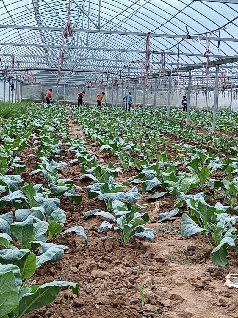 百亩大棚花菜，产地江西赣州欢迎采购。。。。