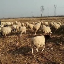 常年出售西门塔尔牛，肉羊