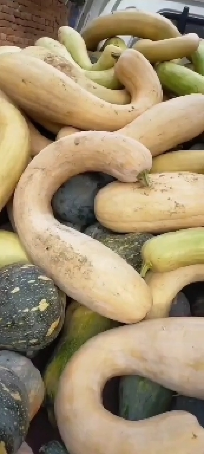 南瓜