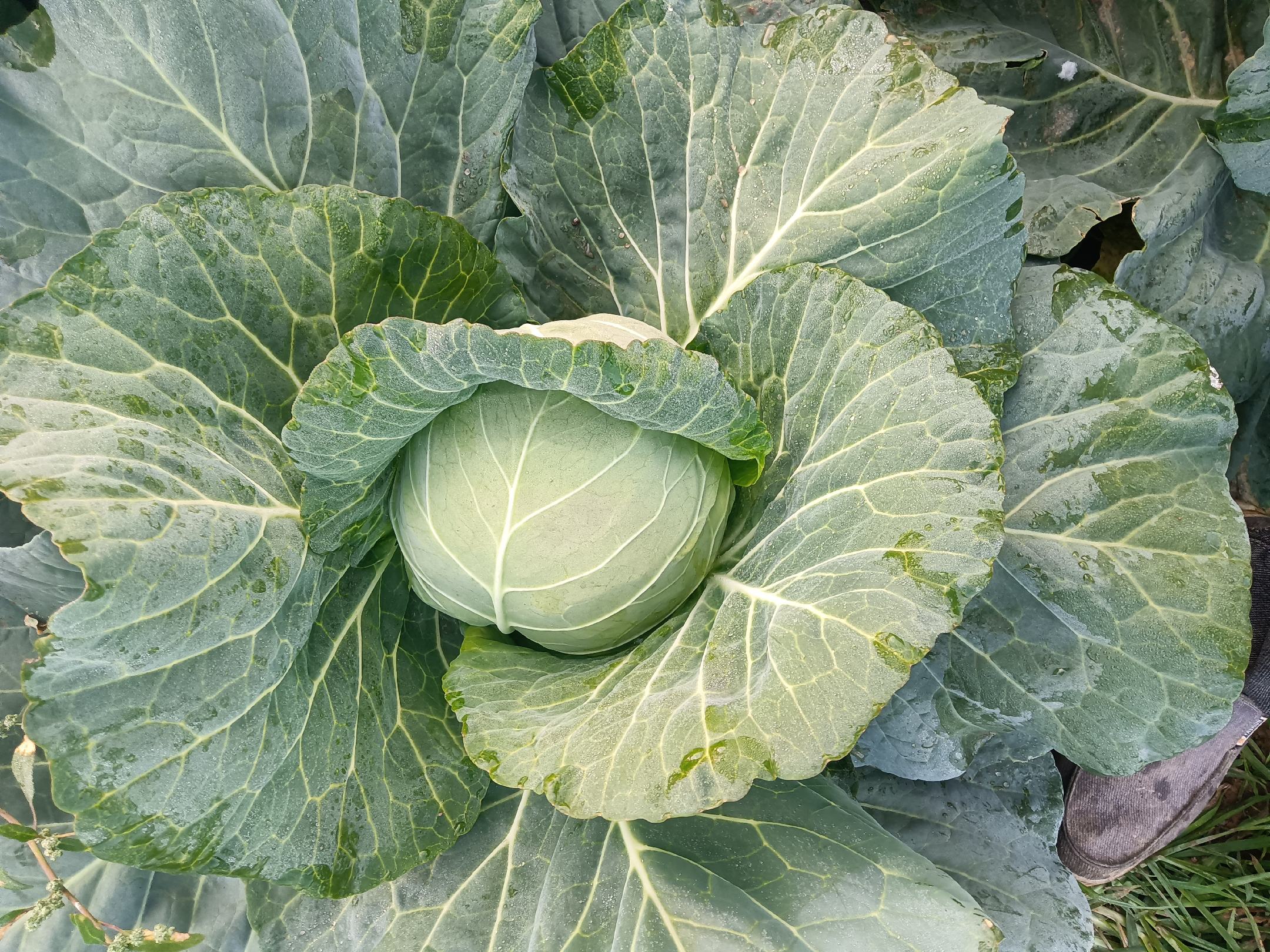 雨衣甘蓝植株特写