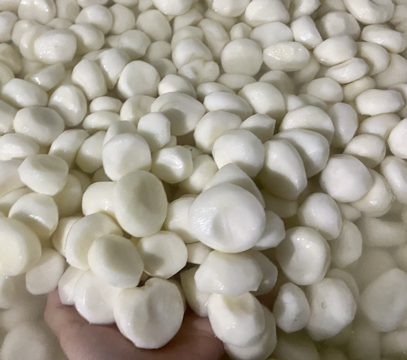广西桂林荔浦水果马蹄活动来了欢迎前来咨询