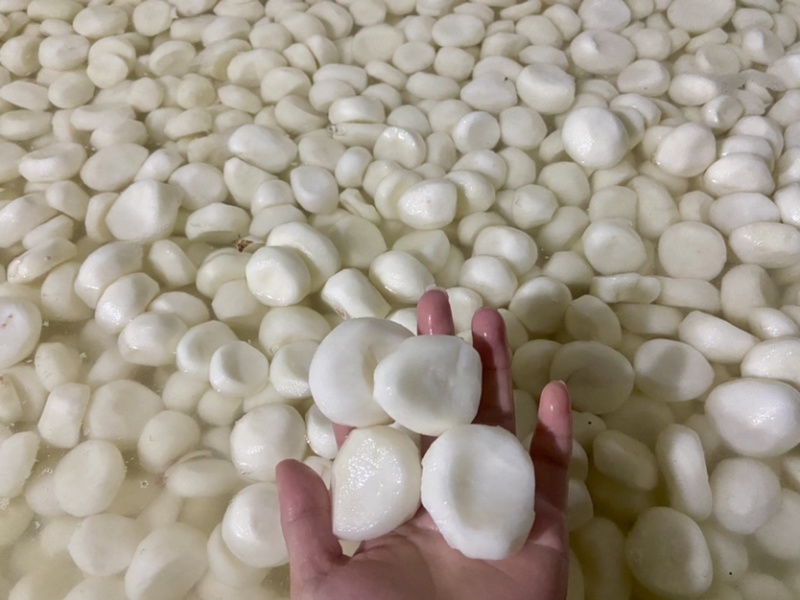 广西桂林荔浦水果马蹄活动来了欢迎前来咨询