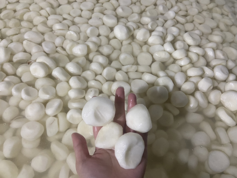 广西桂林荔浦水果马蹄活动来了欢迎前来咨询