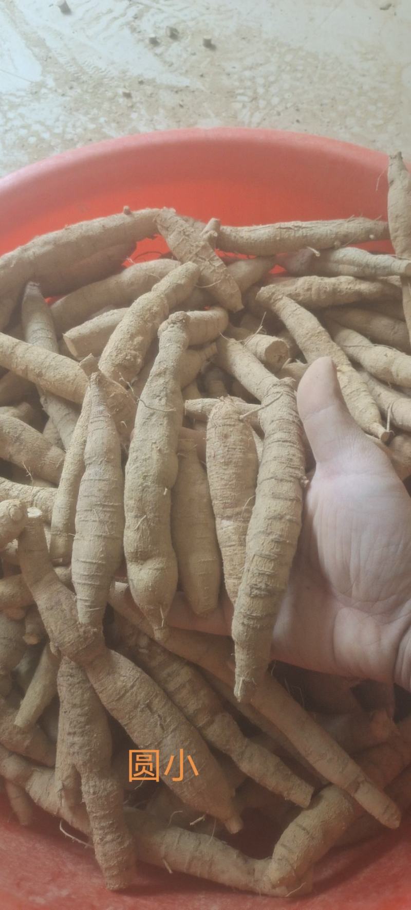 批发牛大力！新鲜牛大力！各种规格短肥牛有货！！