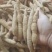 批发牛大力！新鲜牛大力！各种规格短肥牛有货！！