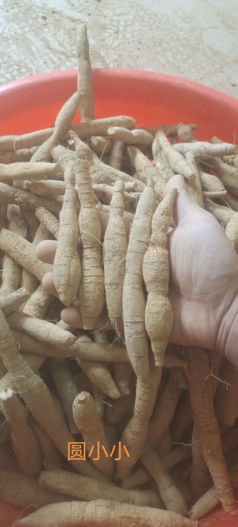 批发牛大力！新鲜牛大力！各种规格短肥牛有货！！