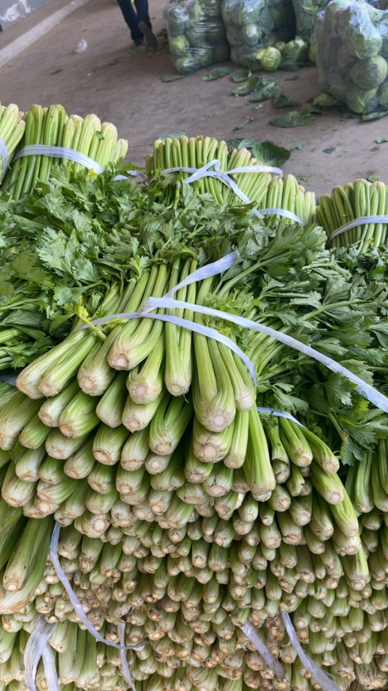 陕西万亩蔬菜基地芹菜大量上市需要的老板联系