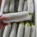 云南西葫芦优质绿皮西葫芦,大量上市货源充足,全国发货