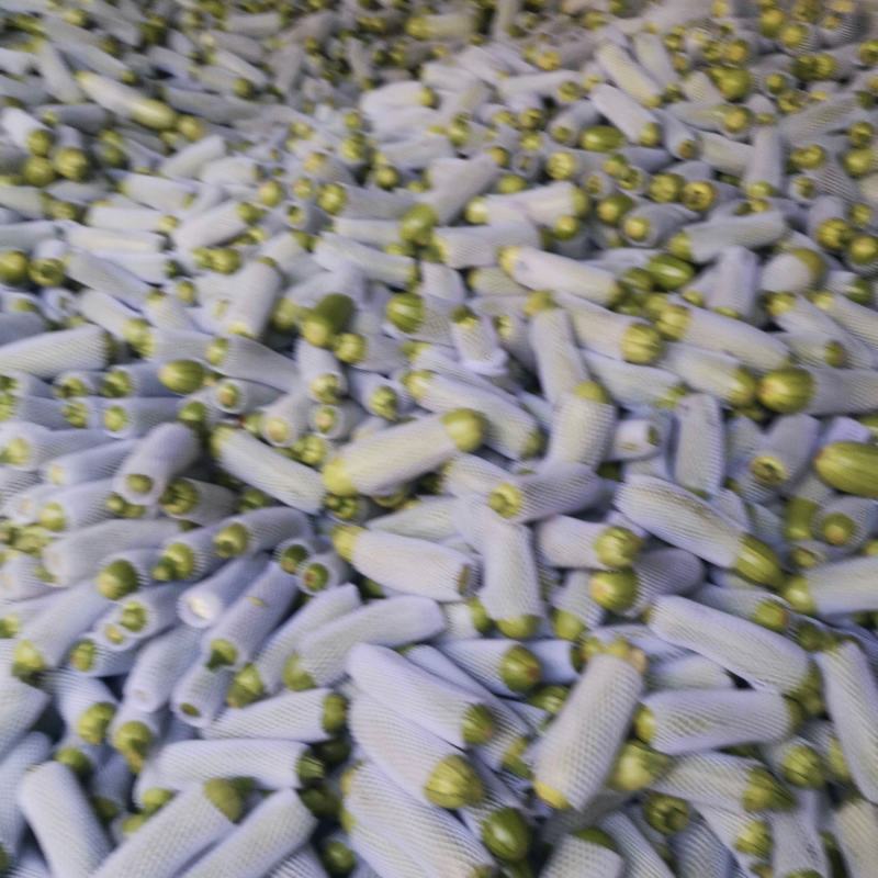 云南西葫芦优质绿皮西葫芦，大量上市货源充足，全国发货