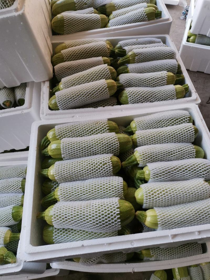 云南西葫芦优质绿皮西葫芦，大量上市货源充足，全国发货