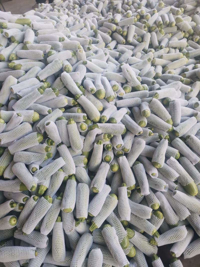 云南西葫芦优质绿皮西葫芦，大量上市货源充足，全国发货