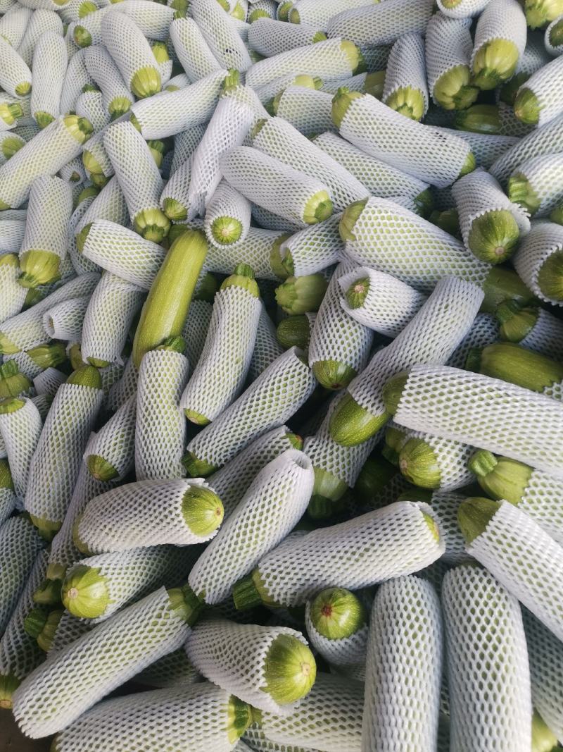 云南西葫芦优质绿皮西葫芦，大量上市货源充足，全国发货