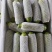 云南西葫芦优质绿皮西葫芦,大量上市货源充足,全国发货
